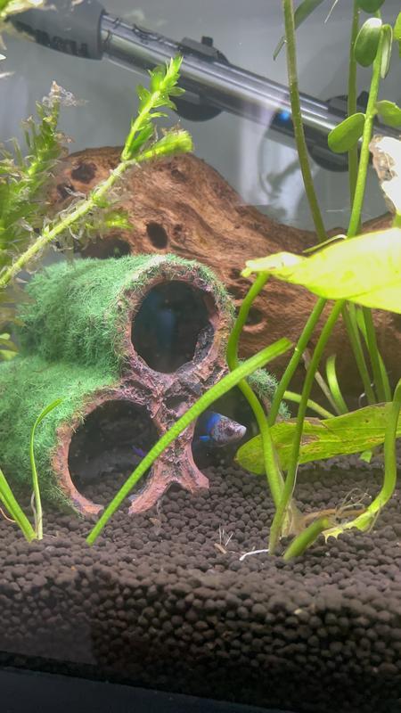 My Betta fish inside the cave!