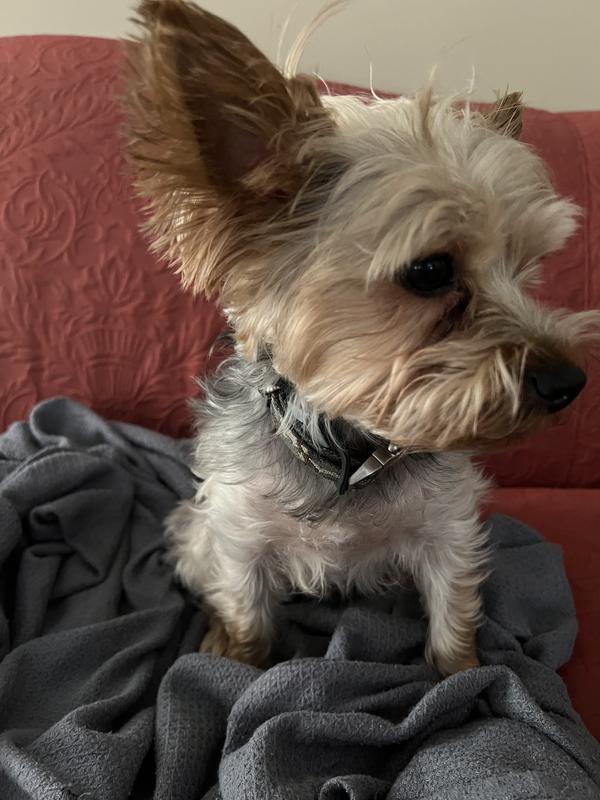 Reddy collar on my Yorkie
