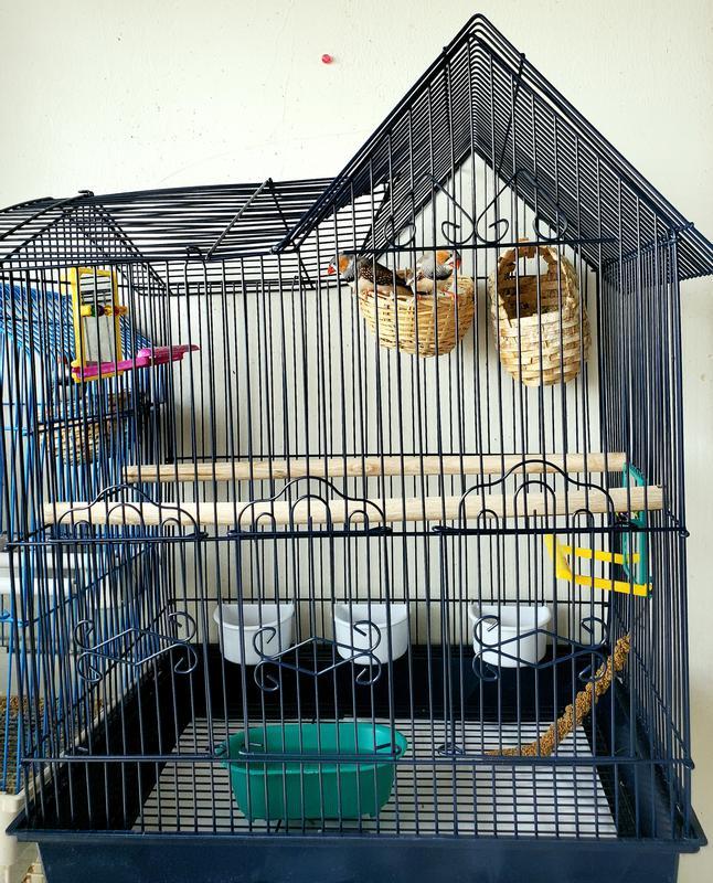 My two finches in the cage