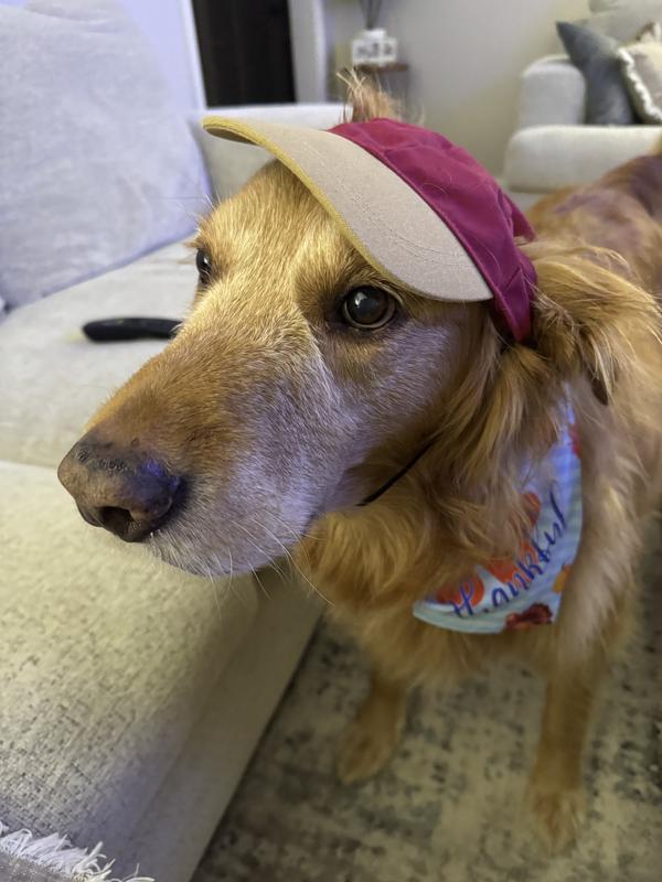 Not thrilled of a cap on his head!