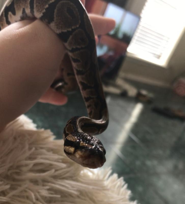 stuck shed free!!