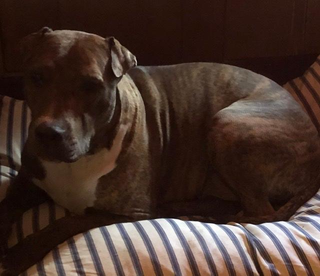 Photo - commentaire&nbsp;8.