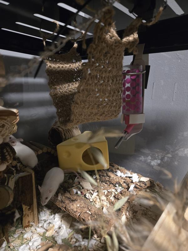The mice hanging out by the water :)