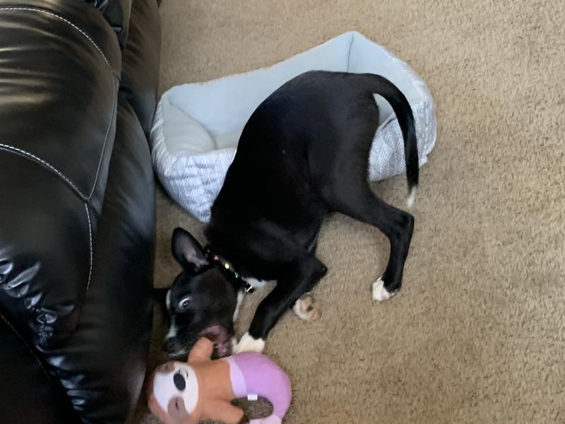 Shark attack on Sushi