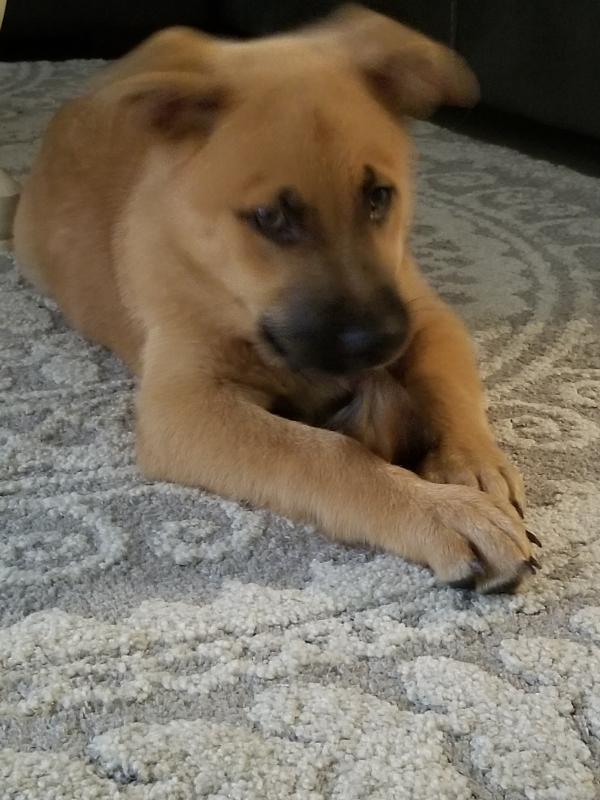New chew toy