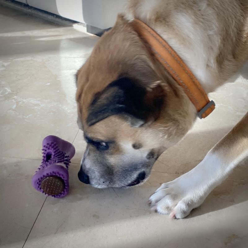 My pup uses his nose to roll the dispenser on the ground until the treats fall out (that’s how he discovered his favorite way of getting to them).