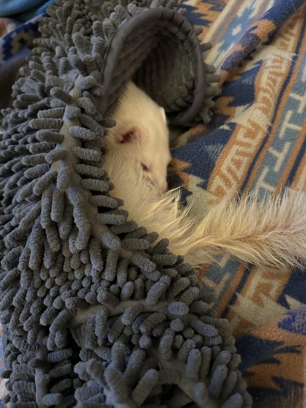 Zephyr grooming himself to dry off.
