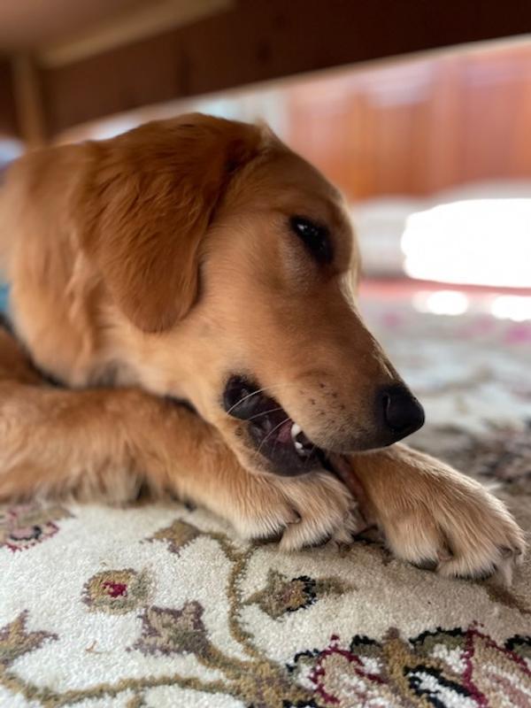 Two paw grip