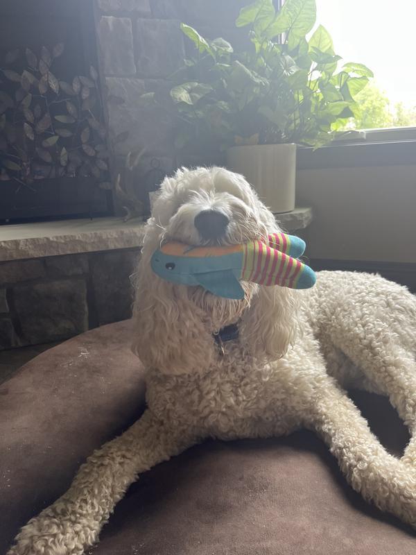 New favorite toy