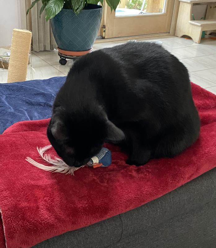 Love my feather toy