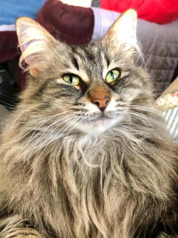 Nala