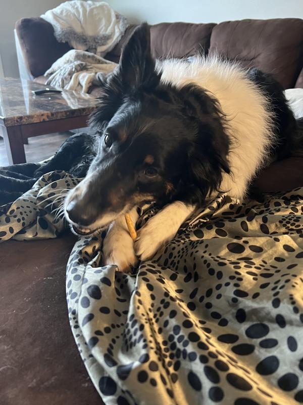 Pictured with a 50lb Border Collie for reference