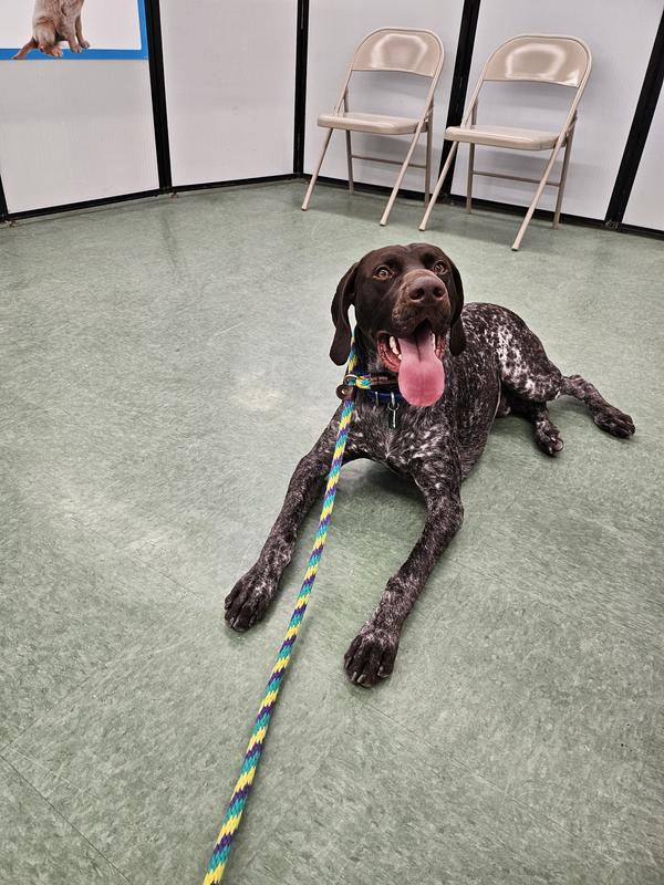Maiko during his Petco training class