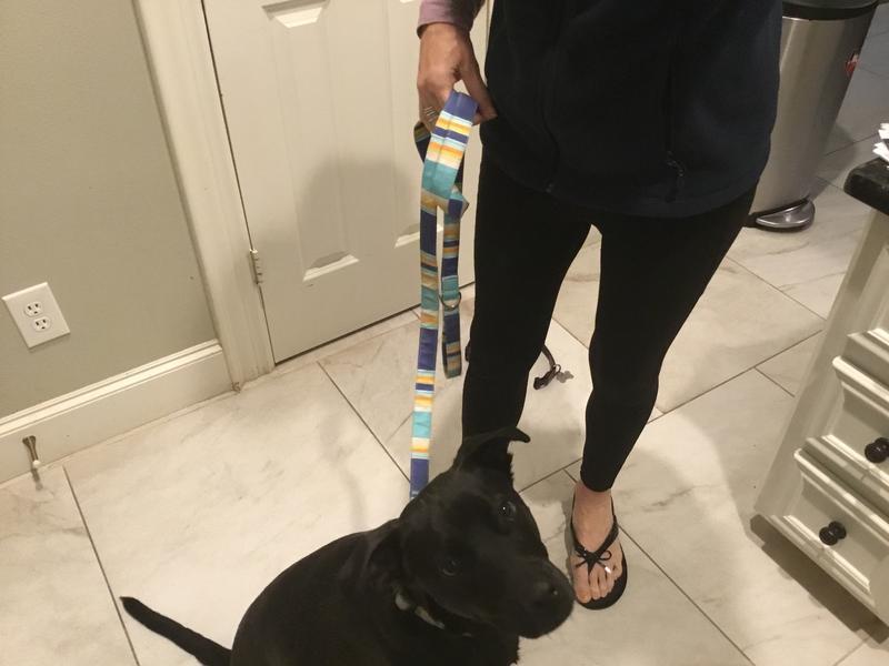 Koda Bear’s new leash! Yea!