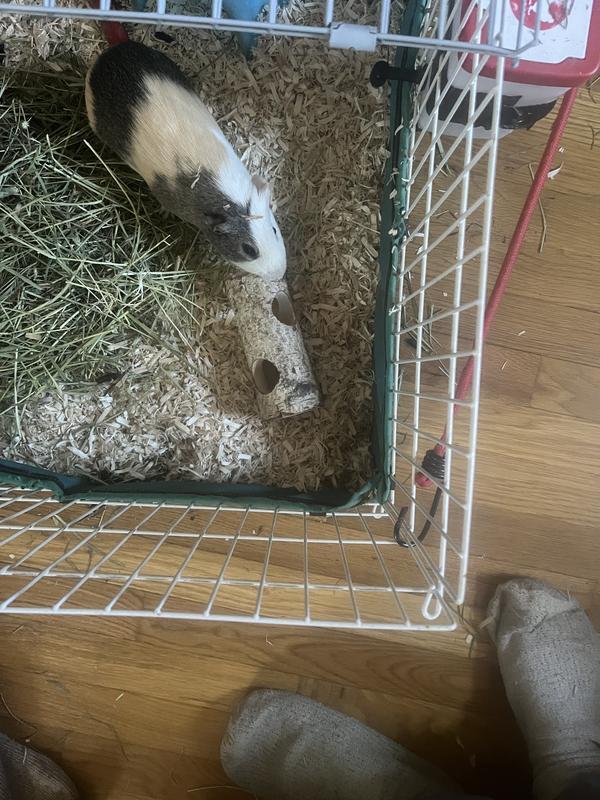 Another piggie enjoying it