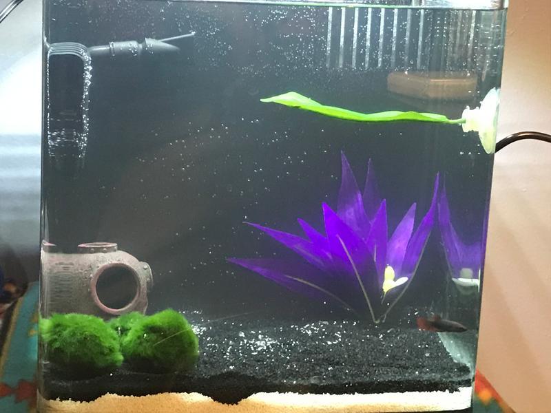 My new baby betta.