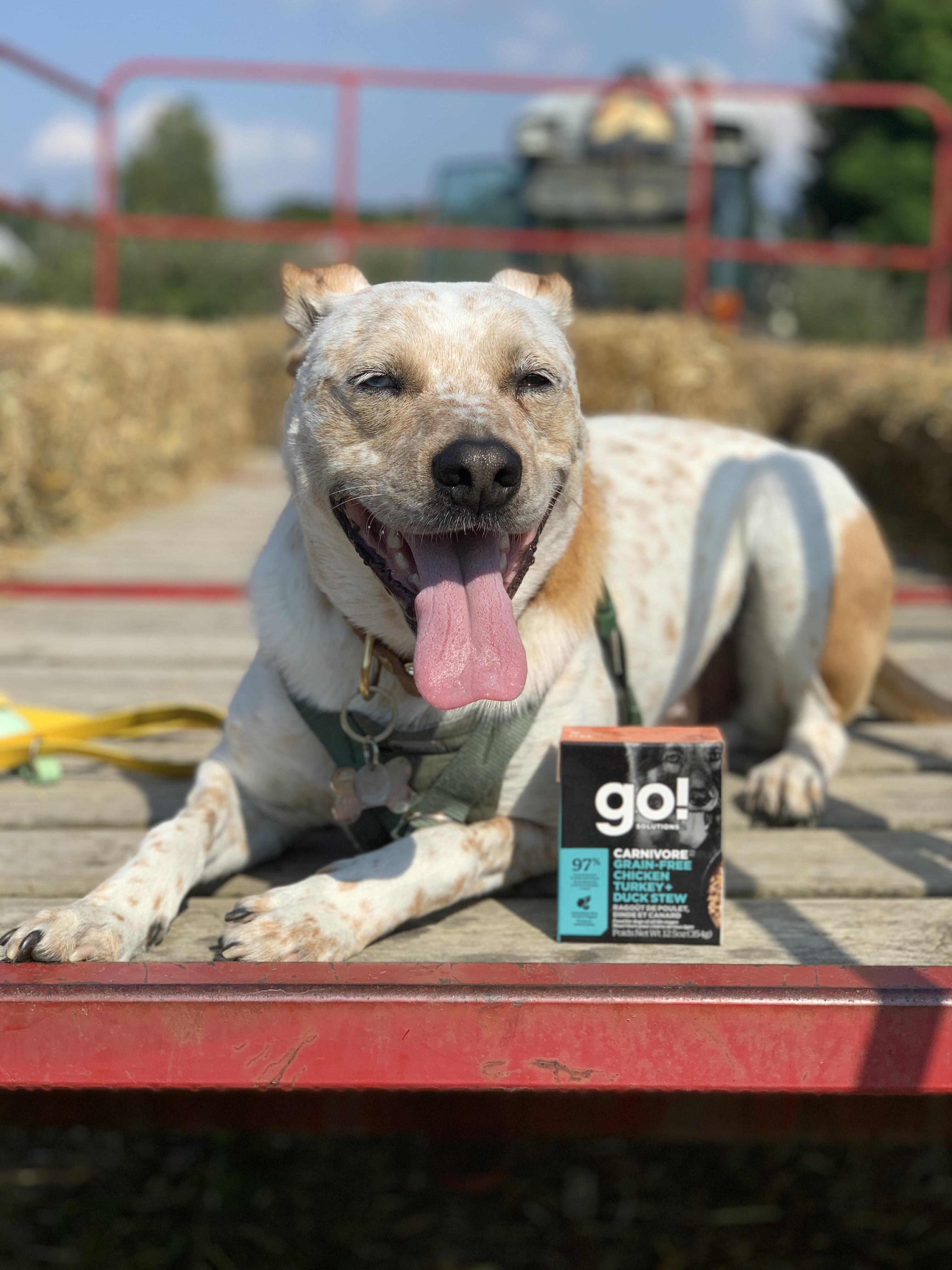 Carnivore Chicken, Turkey + Duck Stew Wet Dog Food | Go! Solutions