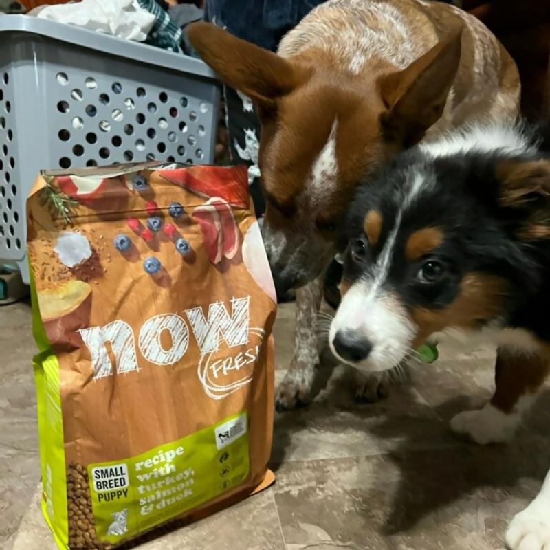 Petcurean Now Fresh Grain Free Small Breed Puppy Dry Dog Food Petsense
