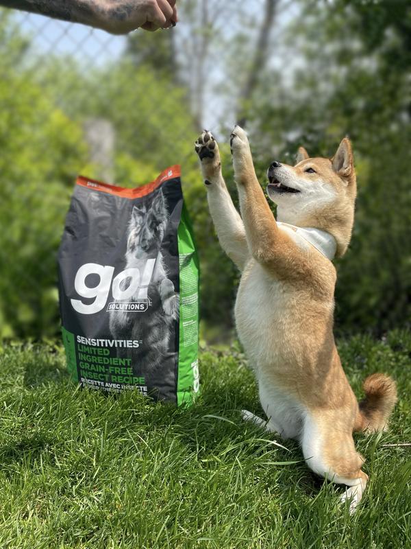 Go solutions dog outlet food review