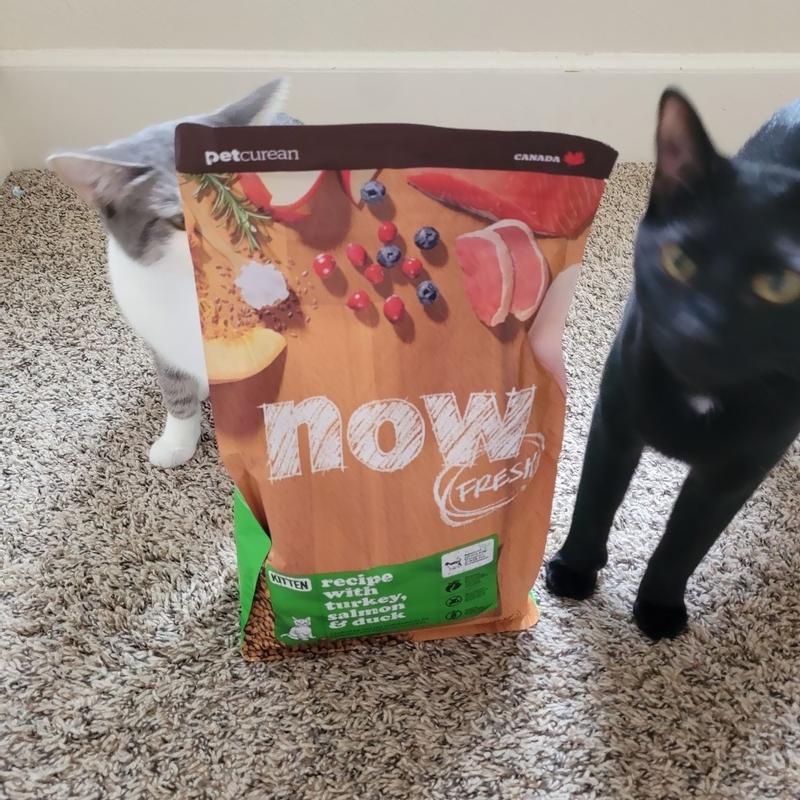 Now fresh kitten clearance food