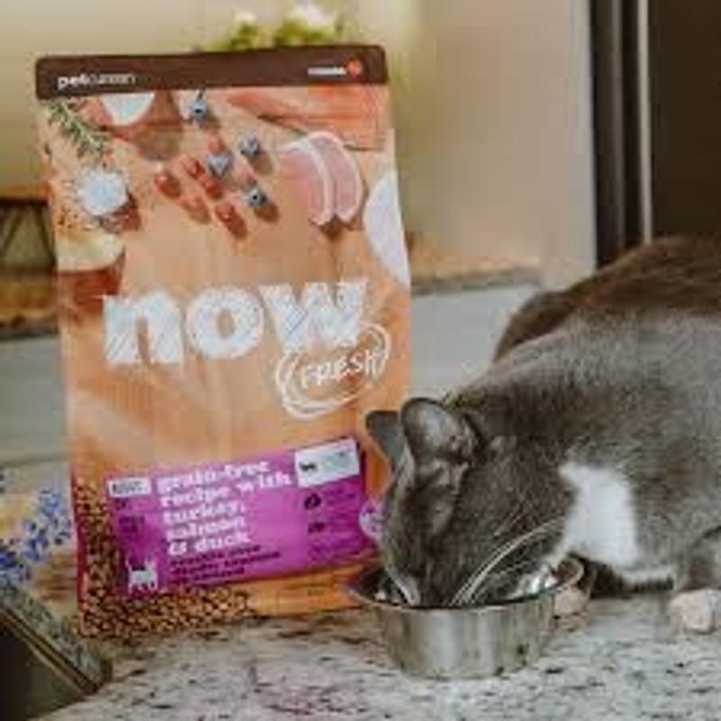 Now cat food senior sales