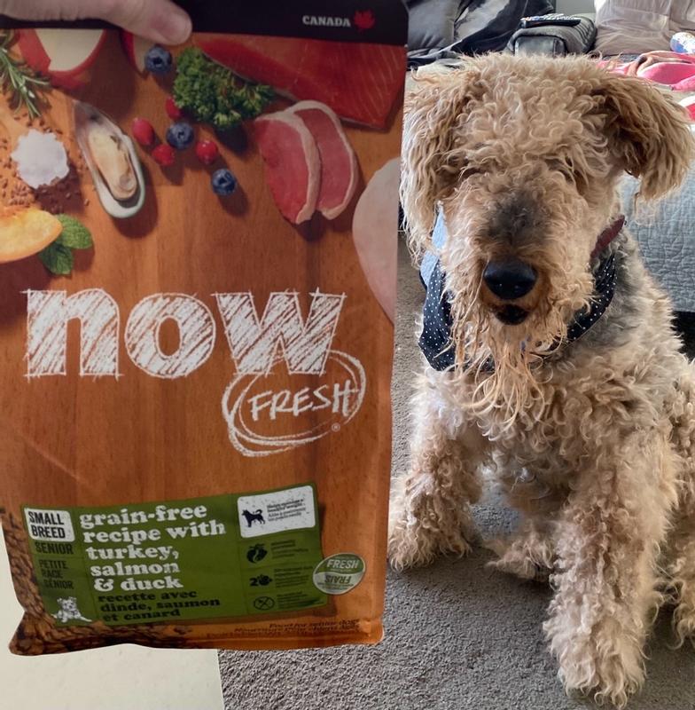 Petcurean Now Fresh Grain Free Small Breed Senior Dry Dog Food