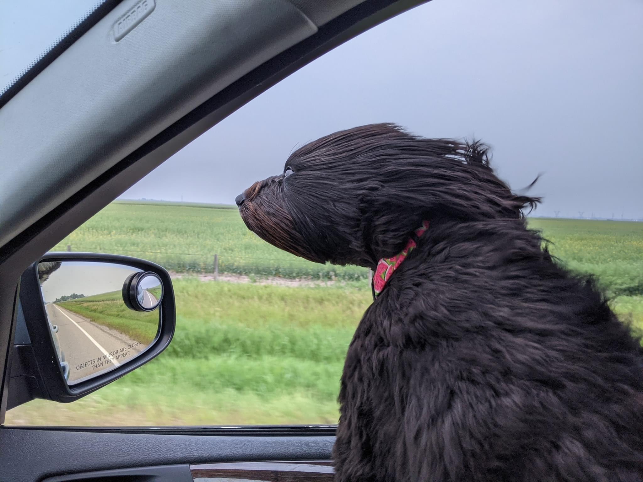 can a black russian terrier live in burkina faso