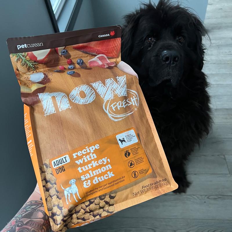 Now Fresh Petcurean Pet Nutrition Large Breed Nowfresh NOW FRESH