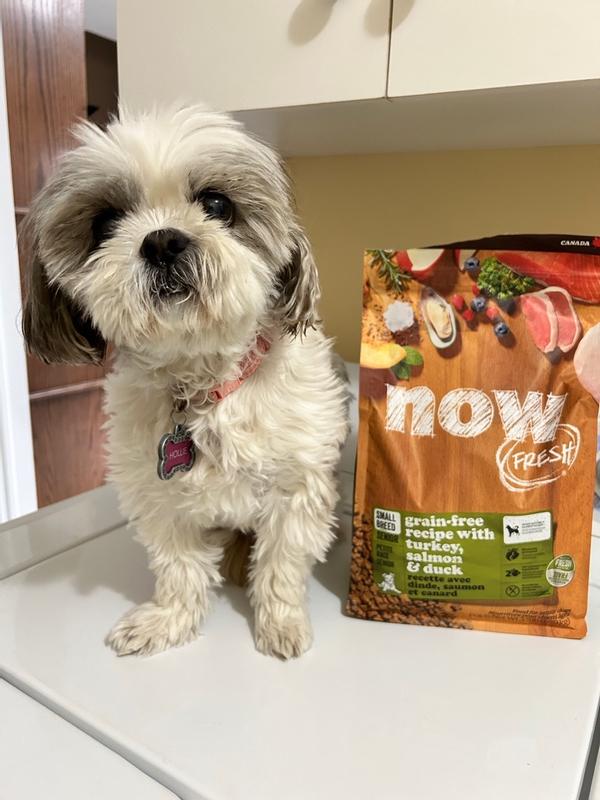 Now dog outlet food senior