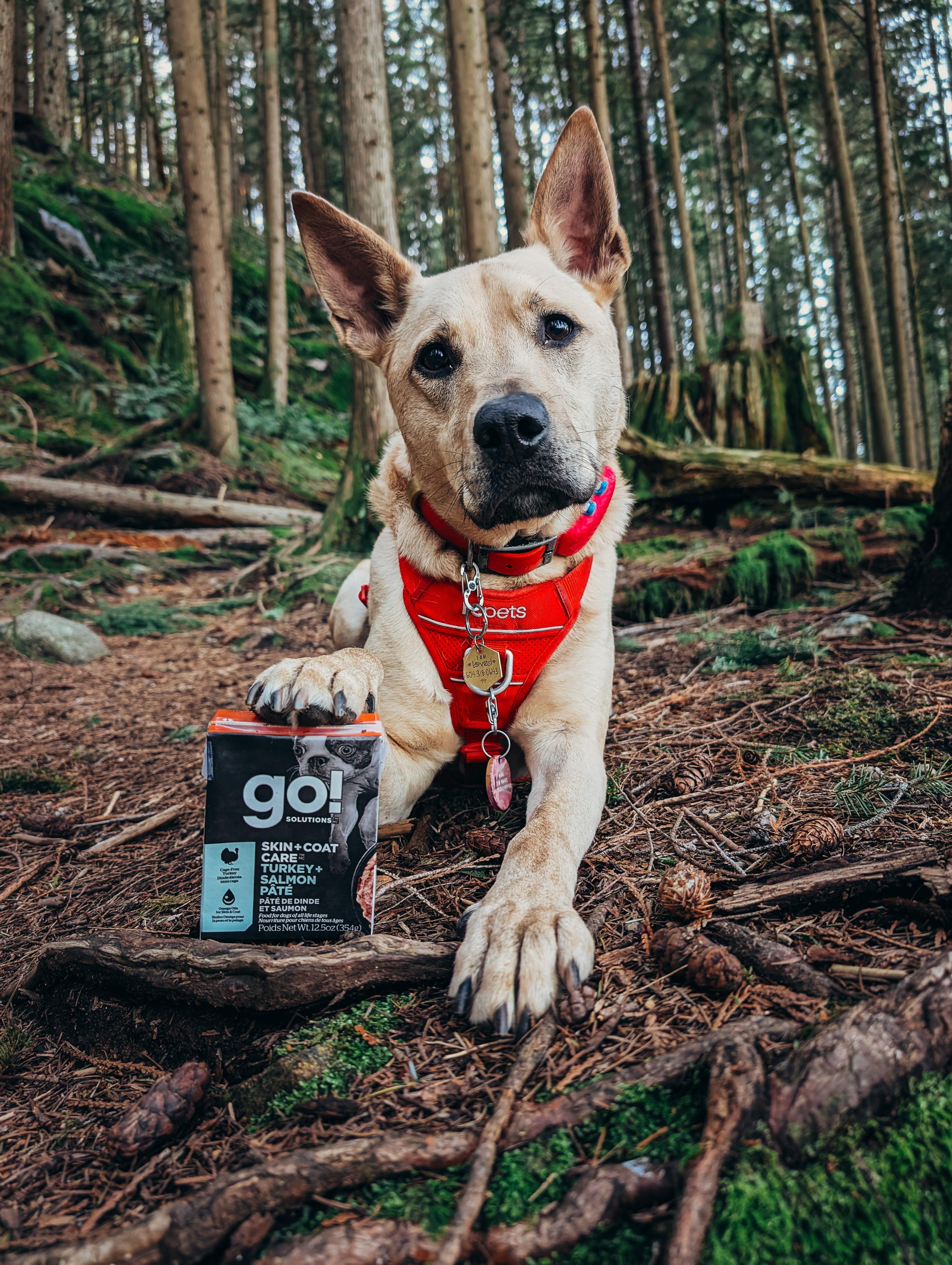 Petcurean Go! Skin & Coat Care Turkey & Salmon Pate Wet Dog Food