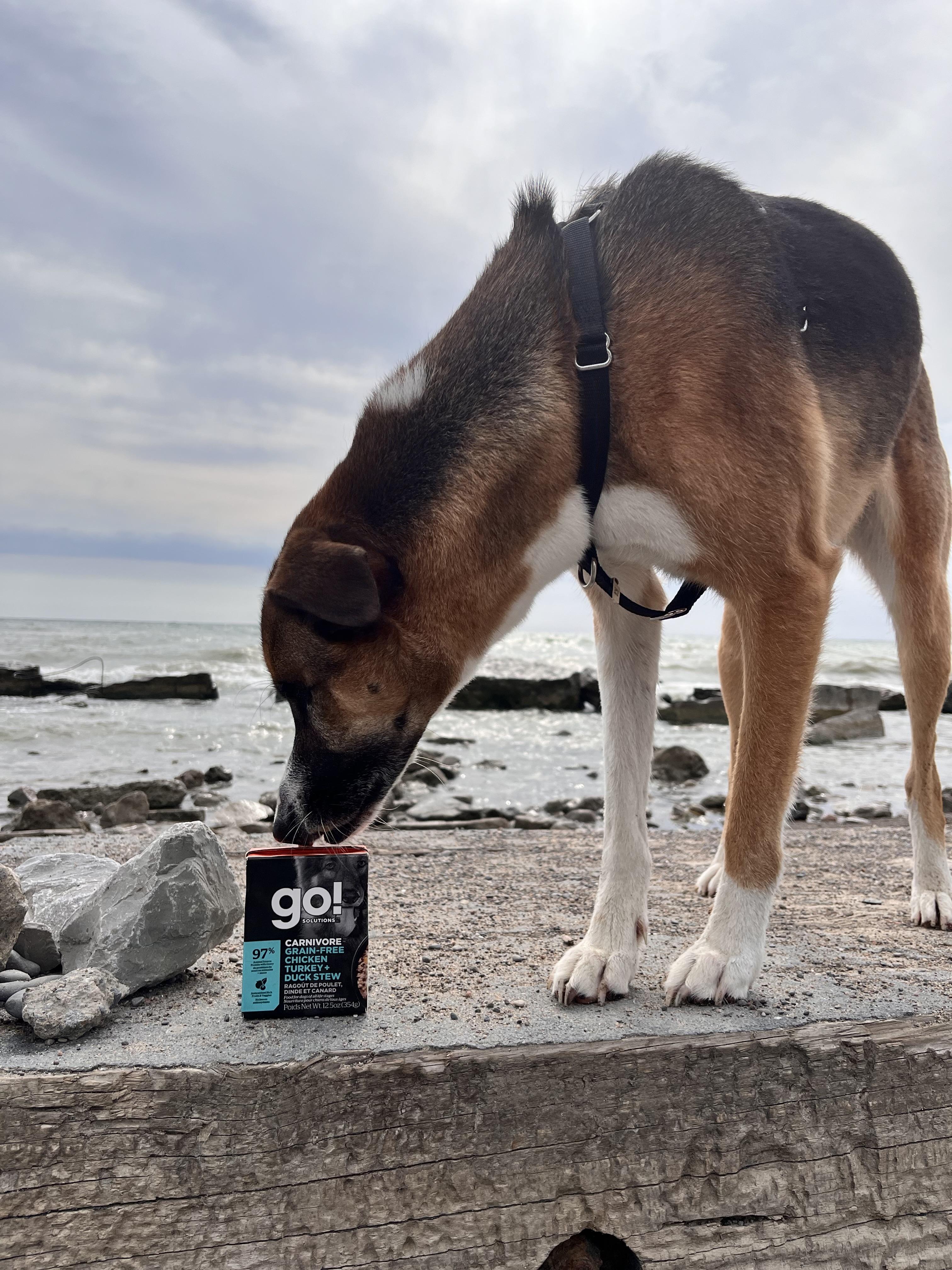 Carnivore Chicken, Turkey + Duck Stew Wet Dog Food | Go! Solutions