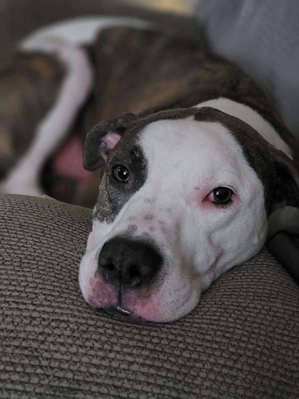 Cooper chillin after his flea and tick treatment!