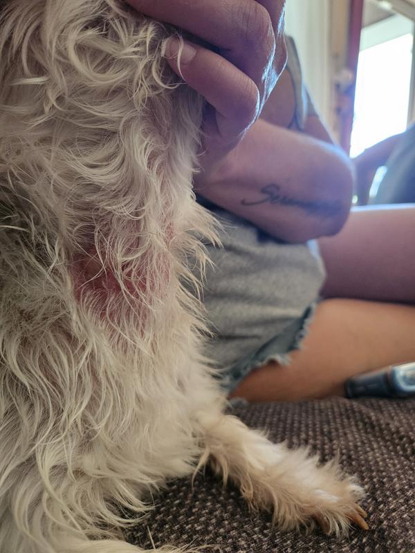 PetArmor Plus Flea & Tick Dog Collar, 6Month Protection