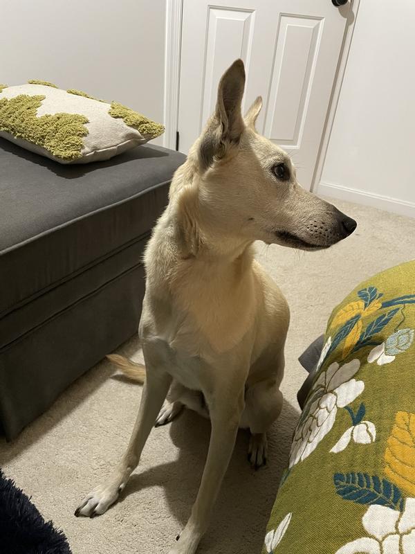 Pet Honesty Omega 3 Fish Oil for Dogs, 32 fl. oz. Petco