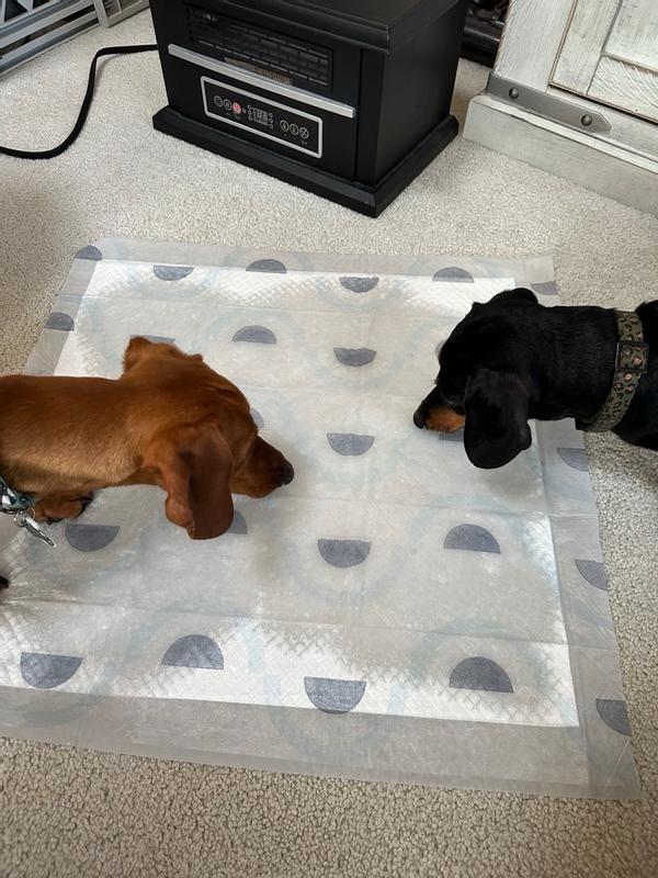 Meijer puppy pads sales