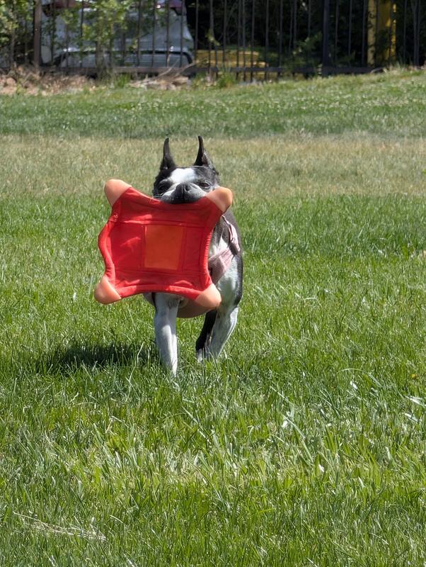 Got your squirrel!