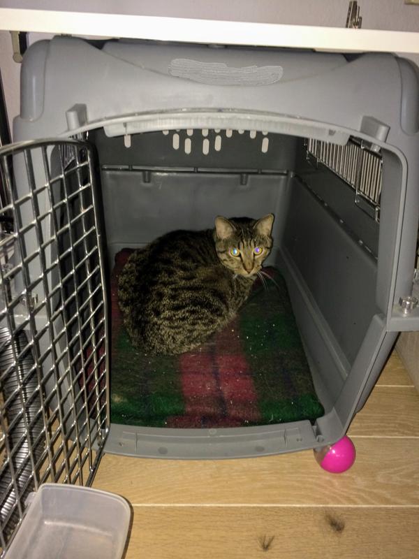 9 lb cat chilling at home in 28" carrier