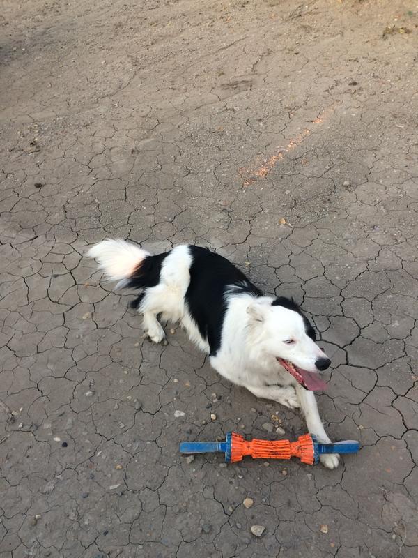 Second play with new toy