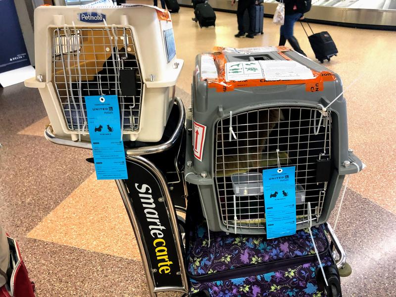 Cats in kennels after claiming them at the airport