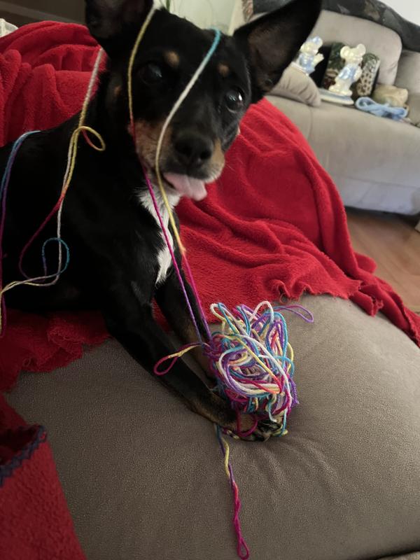 Yarn isn’t just for cats