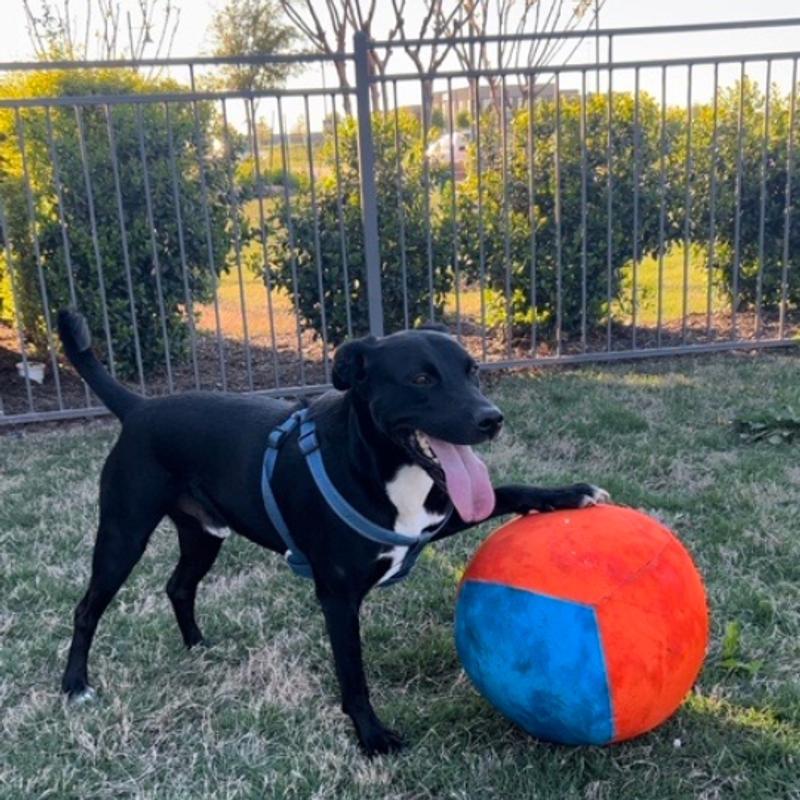 My happy boy with his herding ball!