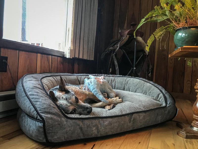 50lb dog, probably room for two of him in this bed