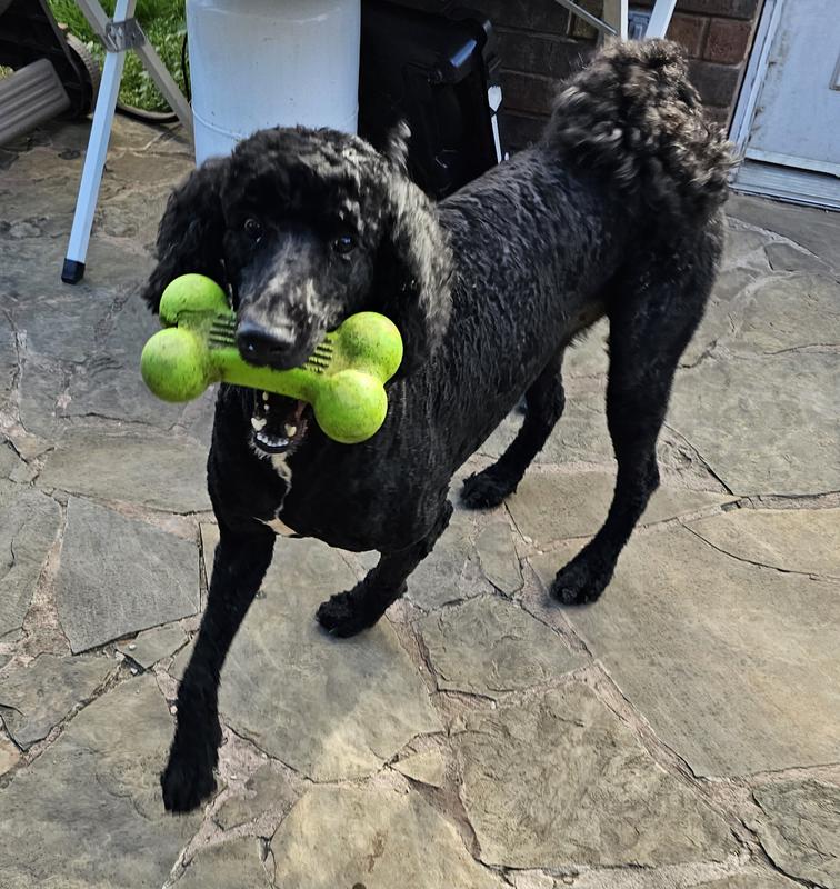 Fave toy