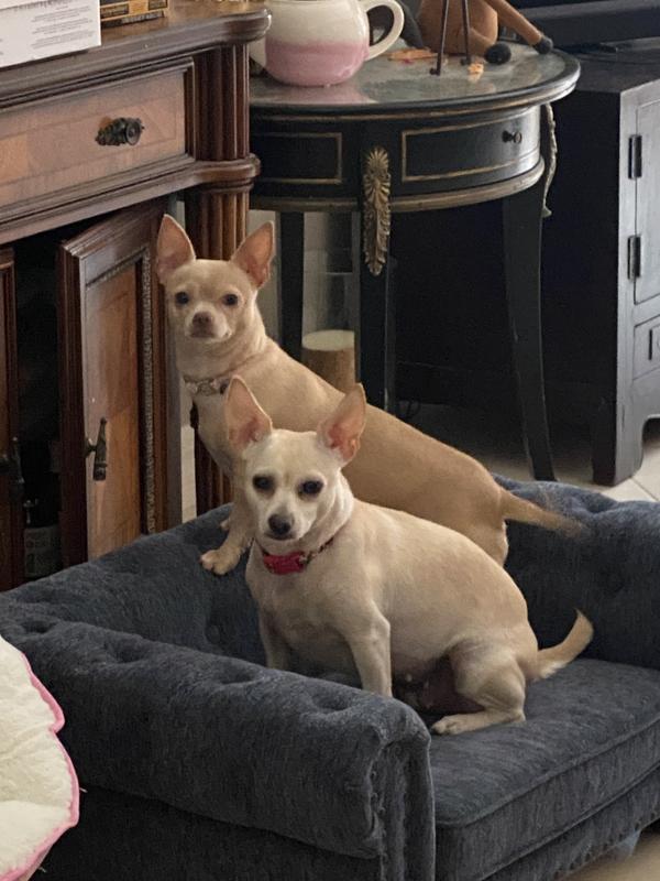 My dogs