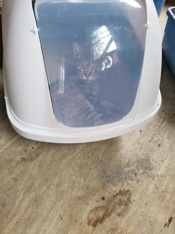 Eeyore loves her Hooded Litter Pan!