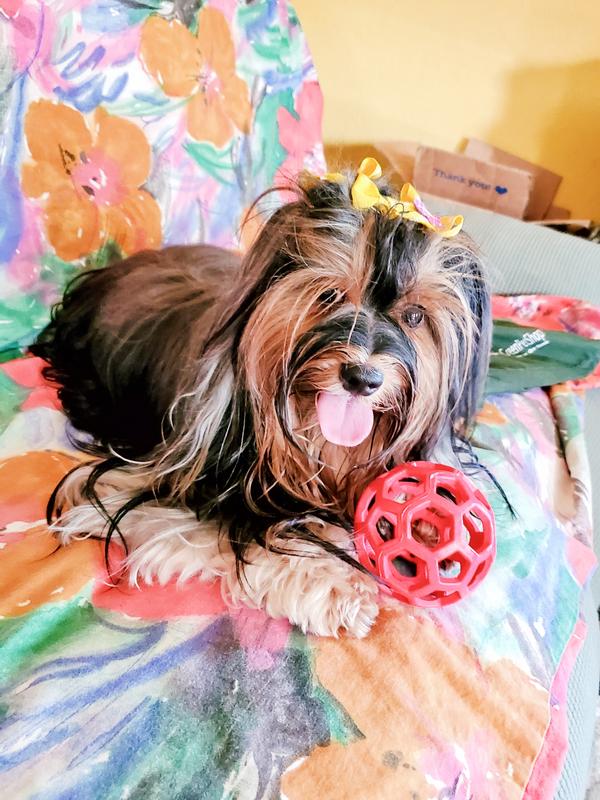 Favorite Toy for Tommie