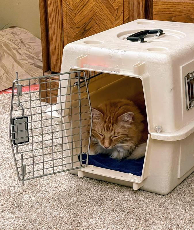 15 lb cat napping at home in 21" carrier