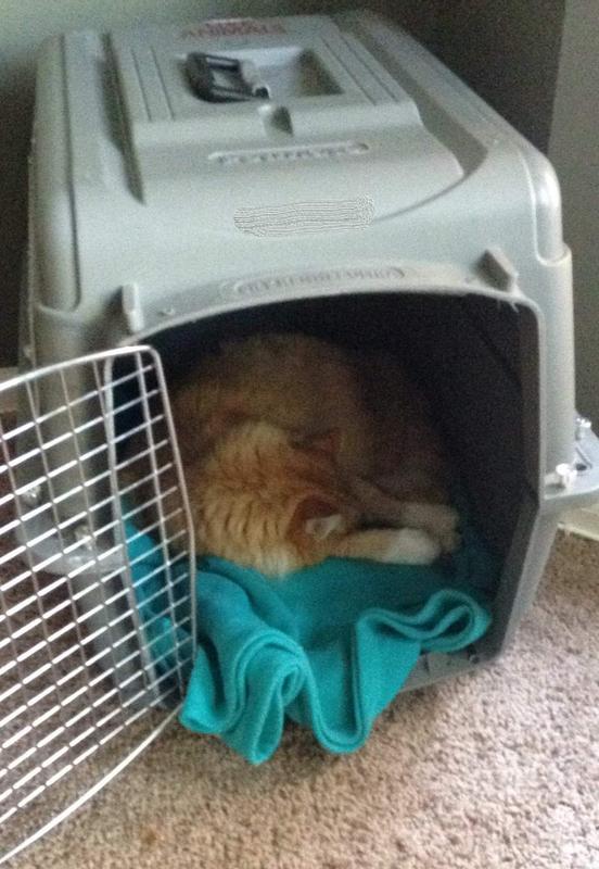 15 lb cat relaxing in 28" kennel at home