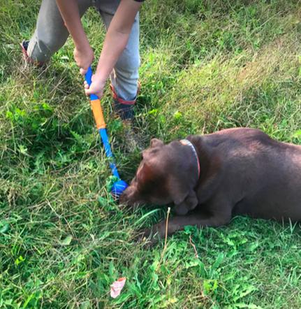 no more slobber