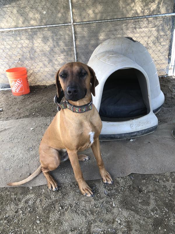 Insulated igloo dog house best sale